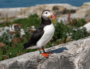 Atlantic Puffin on Machias Seal Island Off Maine Coast
