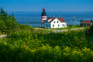Wildflowers in Front of West Quoddy Head Light in Maine