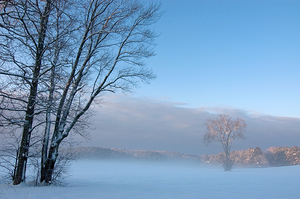 Trees Illuminated by Sun in Winter Fog in New England