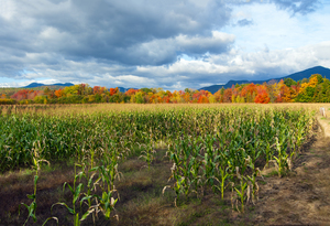 Autumn Colors at End of Cornfield in White Mountains in New Hampshire