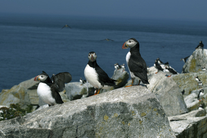 Three Atlantic Puffins Protecting Their Nesting Area Off Maine Coast