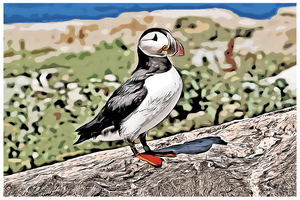 Atlantic Puffin Guarding Its Nest on a Rocky Island in Maine - Illus.