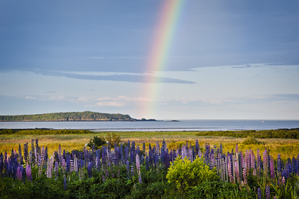 Rainbow Illuminates Behind Lupine Wildflowers on the Maine Coast