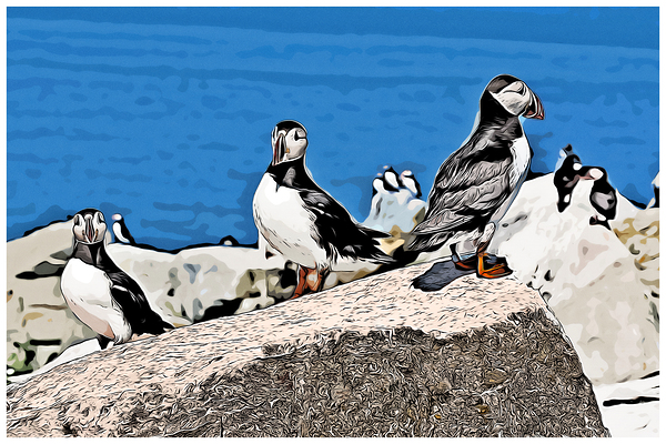 Three Atlantic Puffins Guarding Their Nesting Area - Illus.  Print