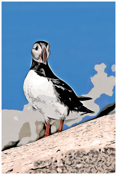 Atlantic Puffin Bird on Rocky Island Off Maine Coast - Illus.  Print