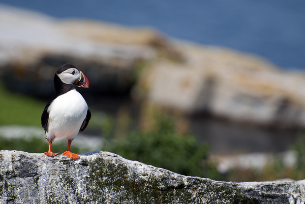 Atlantic Puffin Standing Alone Off the Coast of Northern Maine  Print