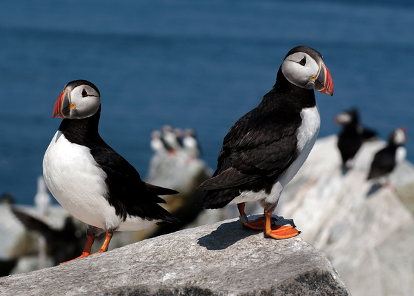Two Puffins on Machias Seal Island Off Northern Maine Coast  Print