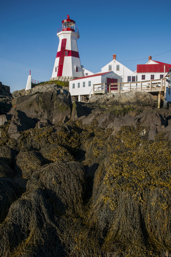 Seaweed Covered Rocks Around  Head Harbor Lighthouse in Canada at Low Tide  Print