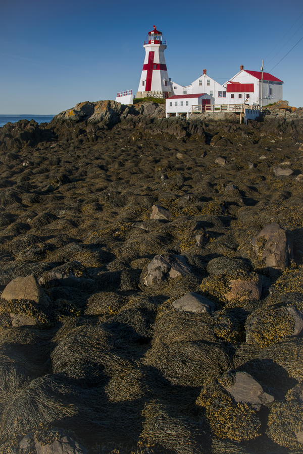 Head Harbor Lighthouse Surrounded by Rocks Covered in Seaweed at Low tide  Print