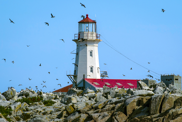 Puffins Flying Around Machias Seal Island Lighthouse in Canada  Print