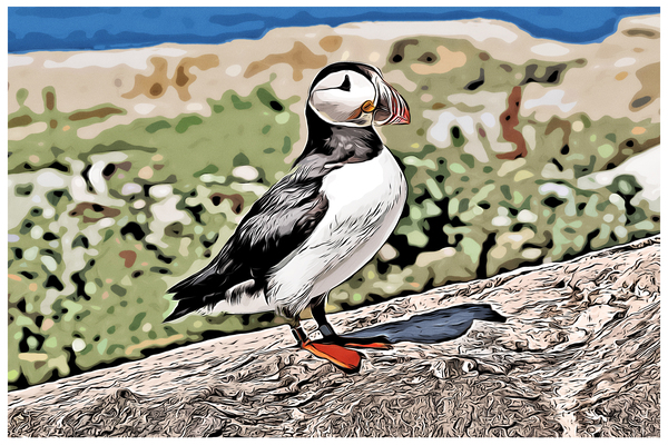 Atlantic Puffin Guarding Its Nest on a Rocky Island in Maine - Illus.  Print