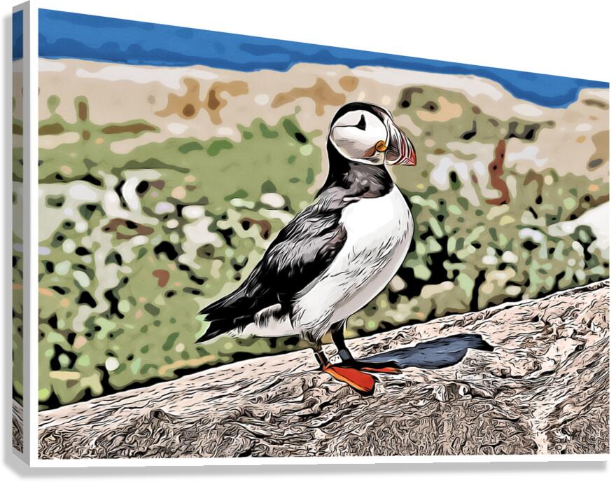 Atlantic Puffin Guarding Its Nest on a Rocky Island in Maine - Illus.  Canvas Print