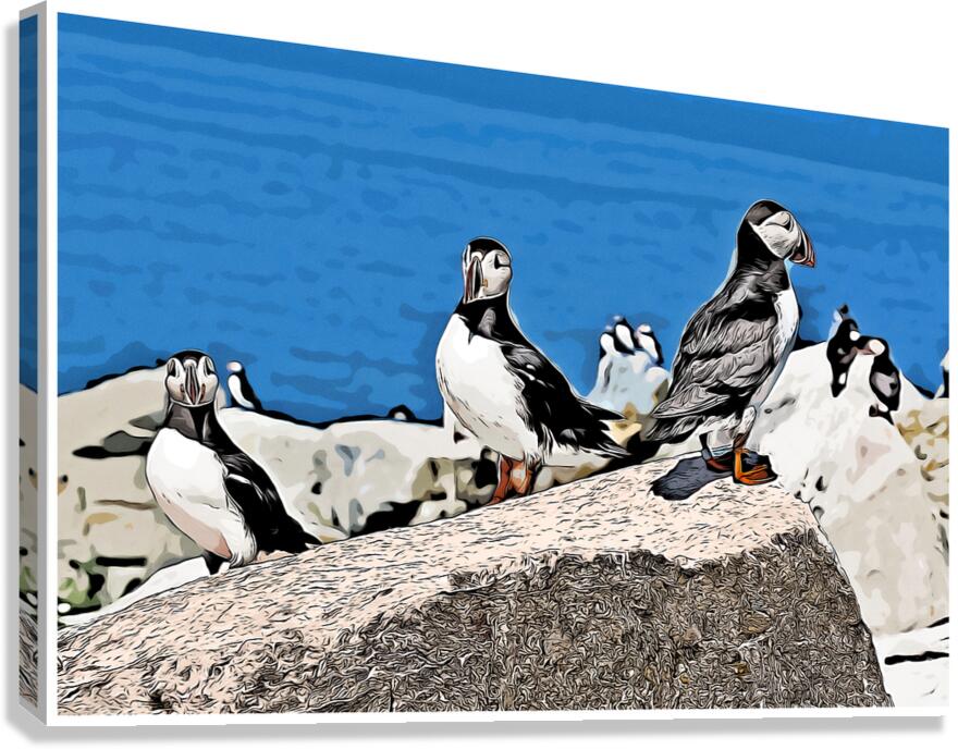 Three Atlantic Puffins Guarding Their Nesting Area - Illus.  Canvas Print
