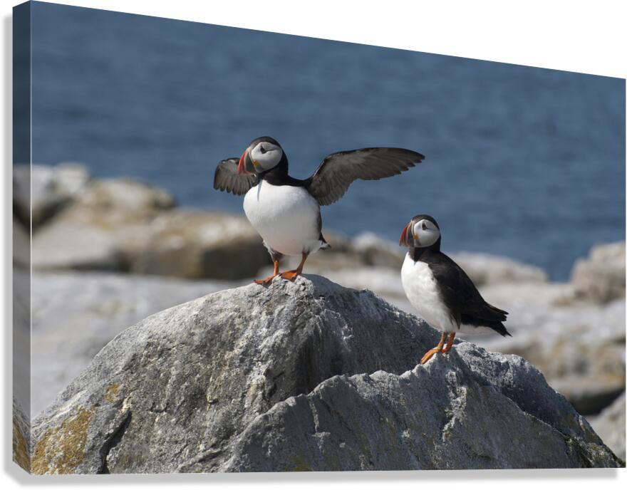 Atlantic Puffin Spreads Wings to Protect Nest With Mate On Island Off Maine Coast  Canvas Print