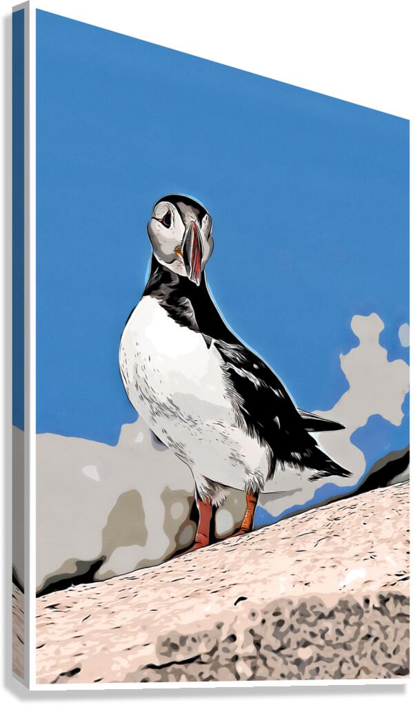 Atlantic Puffin Bird on Rocky Island Off Maine Coast - Illus.  Canvas Print