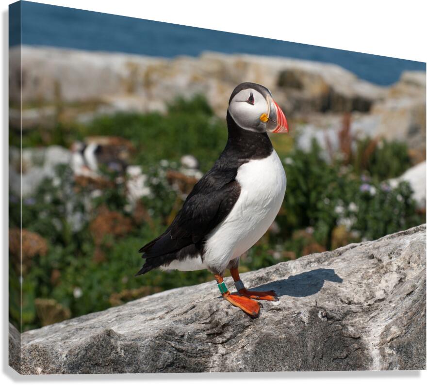 Atlantic Puffin on Machias Seal Island Off Maine Coast  Canvas Print
