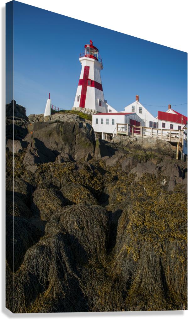 Seaweed Covered Rocks Around  Head Harbor Lighthouse in Canada at Low Tide  Canvas Print