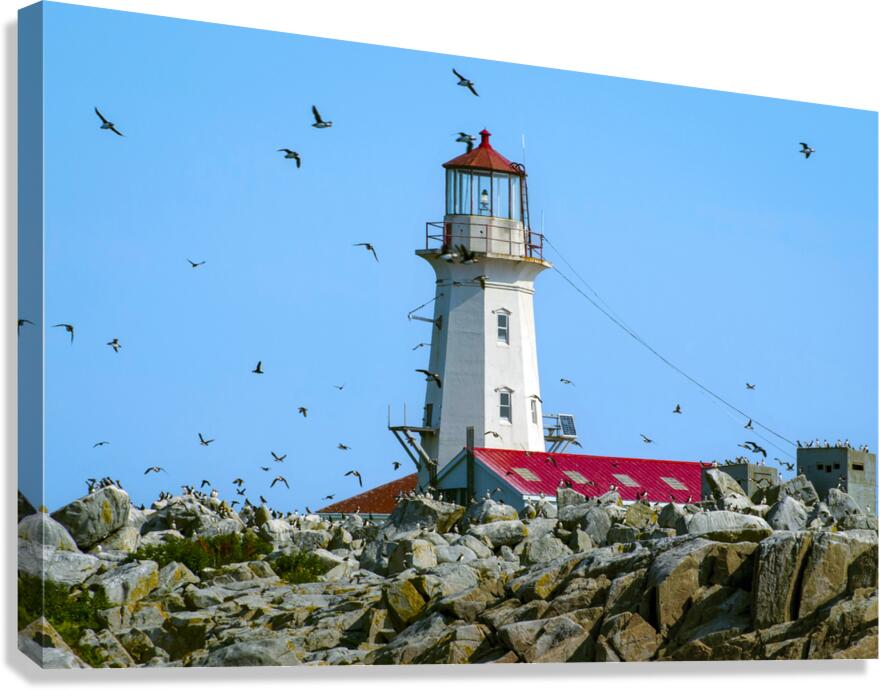 Puffins Flying Around Machias Seal Island Lighthouse in Canada  Canvas Print