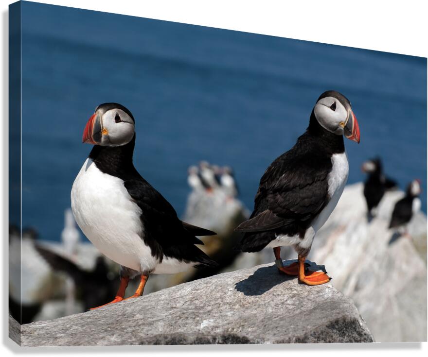 Two Puffins on Machias Seal Island Off Northern Maine Coast  Canvas Print