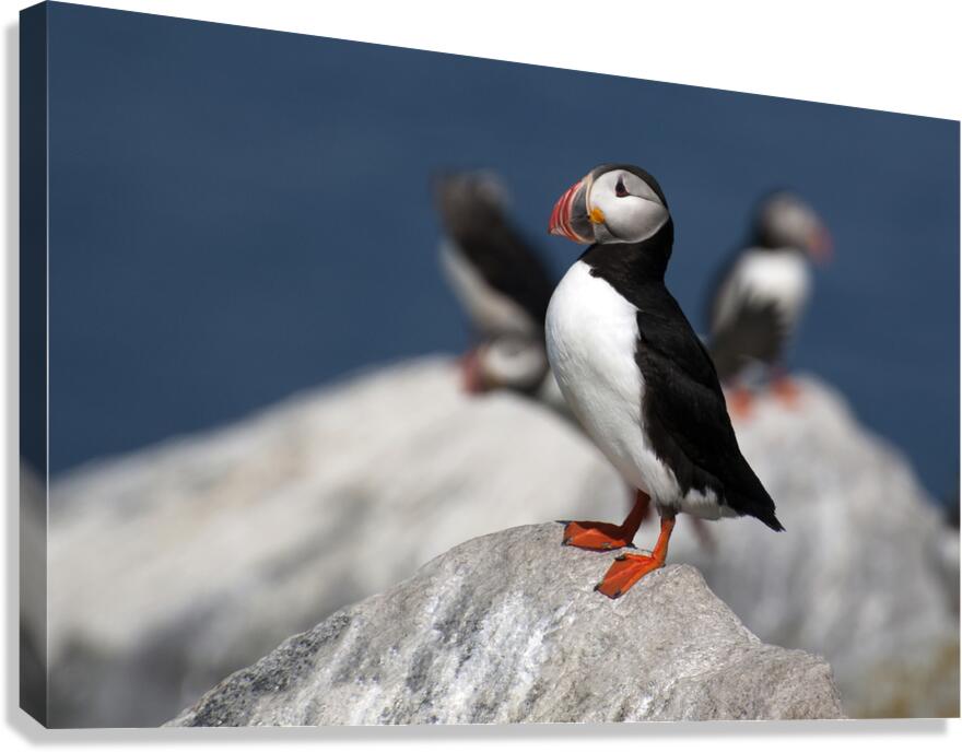 Lone Puffin Stands Guard Over Nest on Rocky Island Off Maine Coast  Canvas Print