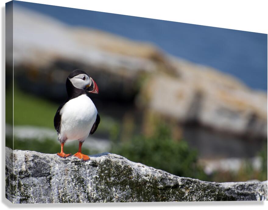Atlantic Puffin Standing Alone Off the Coast of Northern Maine  Canvas Print
