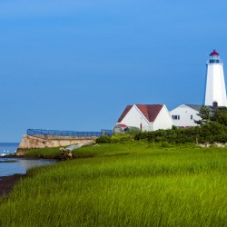 Swans at Low Tide Near Beachgrass of Lynde Point Lighthouse