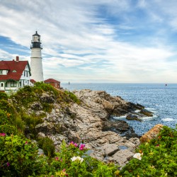 Beach Roses by Portland Head Lighthouse in Maine