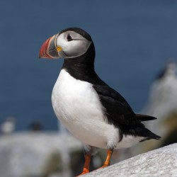 Atlantic Puffin Displays Unique Beak Like a Parrot on Island Off Maine Coast