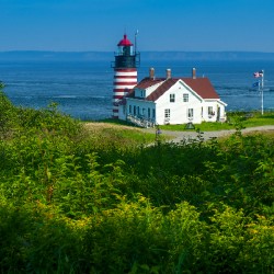 Wildflowers in Front of West Quoddy Head Light in Maine