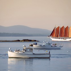 Schooner Sailing Ship Passes Moored Lobster Boats in Bar Harbor Maine