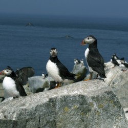 Three Atlantic Puffins Protecting Their Nesting Area Off Maine Coast