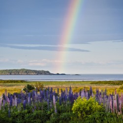 Rainbow Illuminates Behind Lupine Wildflowers on the Maine Coast
