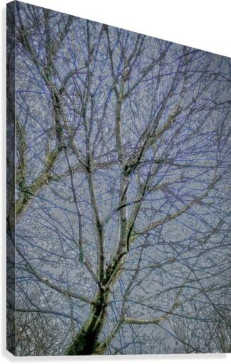Frozen Tree Canvas Print