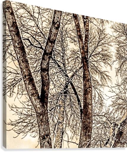 trees Canvas Print