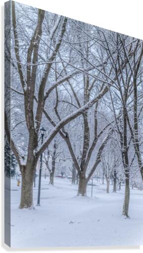 Winter punch Canvas Print