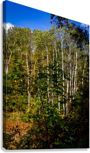 The Birches  Canvas Print