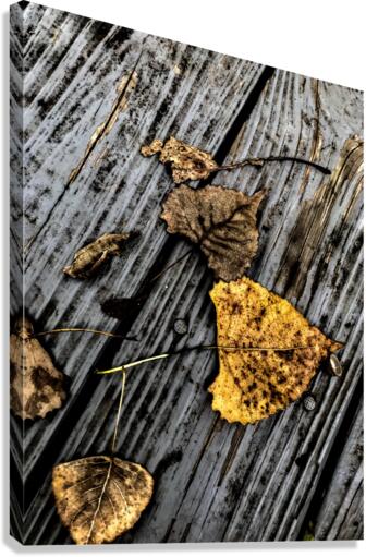 Autumn Canvas Print