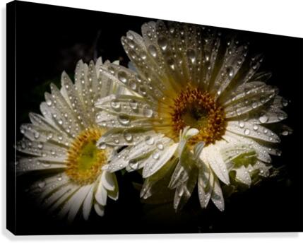 Daisy rain drop Canvas Print
