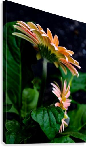 Daisy 5 Canvas Print