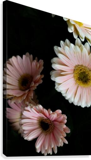 Daisy 3 Canvas Print