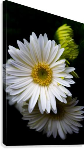 Daisy 6 Canvas Print