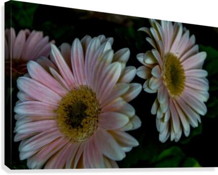 Daisy Canvas Print
