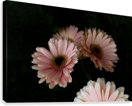 Daisy 2 Canvas Print
