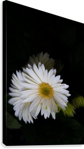 Daisy 4 Canvas Print