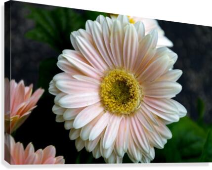 Daisy 7 Canvas Print