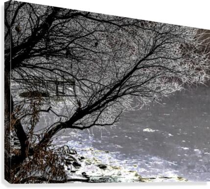 Iced Tree Canvas Print