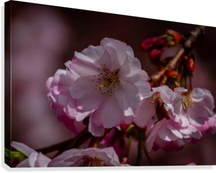 Spring Arrives Canvas Print