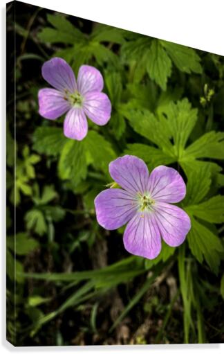 Wildflower Canvas Print