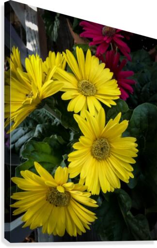 Gerbera Daisy Canvas Print