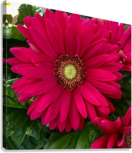 Gerbera Daisy Canvas Print